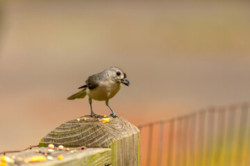 Tufted Titmouse (Baeolophus bicolor) on the fence, small American songbird, is non-migratory . © Denny