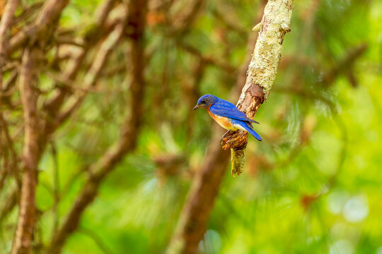 Eastern Bluebird (Sialia sialis). Natural photo from North Carolina
