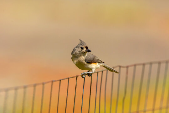 Tufted Titmouse (Baeolophus bicolor) on the fence, small American songbird, is non-migratory .