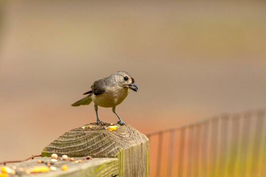 Tufted Titmouse (Baeolophus bicolor) on the fence, small American songbird, is non-migratory .