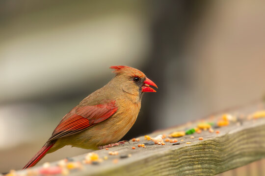 The Northern Cardinal (Cardinalis cardinalis) male on the garden