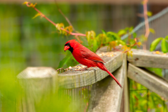 The Northern Cardinal (Cardinalis cardinalis) male on the garden