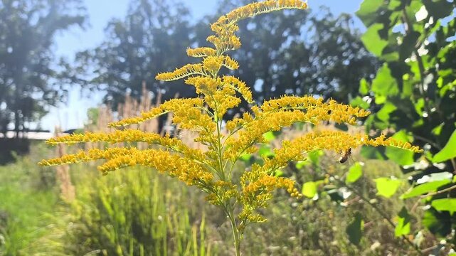 A flowering branch of yellow Canada goldenrod gently swaying in the wind in a field on a sunny day; close-up, natural background, autumn landscape.