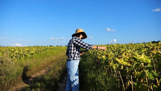 Female agronomist exploring plants at yellow meadow. Adult farmer examining ripe sunflowers at field on sunny day. Beautiful scenic landscape. Concept of agriculture and agronomy business. Close up