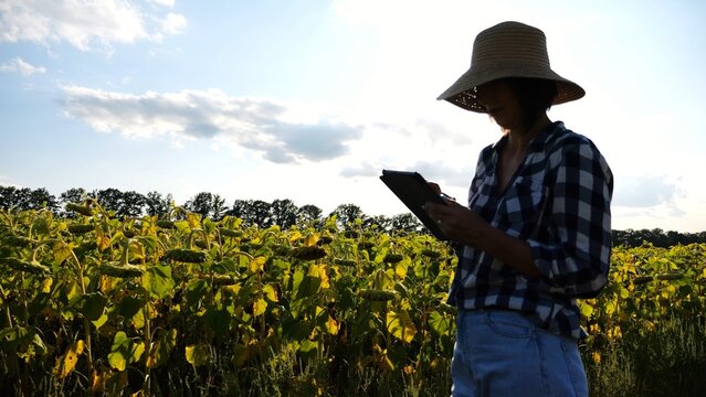 Female agronomist using digital tablet at sunflower meadow at sunny day. Adult farmer monitoring harvest at yellow flower field at sunset. Beautiful scenic landscape. Concept of agricultural business