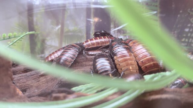 Madagascar hissing cockroaches in terrarium 4k
