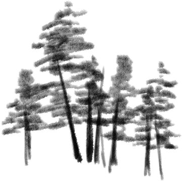 Oriental Ink Wash Painting of Pine trees Isolated on Transparent Background