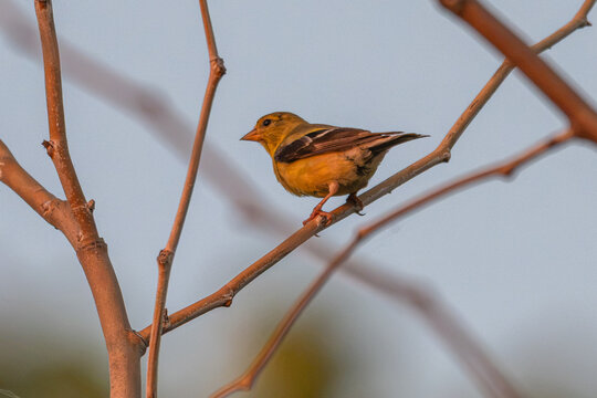 Baltimore oriole perched in a bare tree.