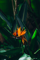 Vibrant bird of paradise flower amidst lush green tropical foliage. © anyatachka95