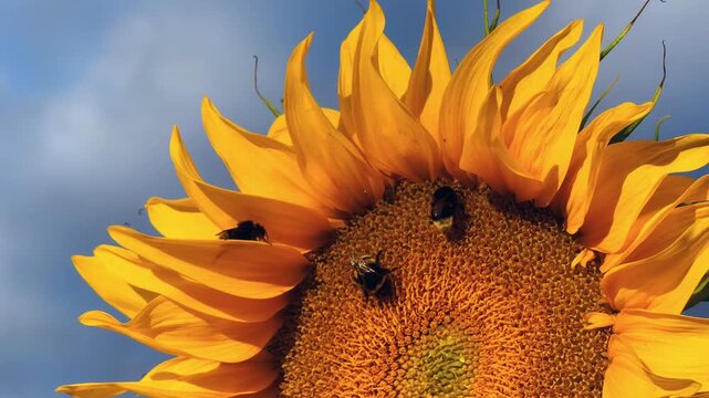 Bumblebees collecting pollen on a sunflower head