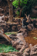 Fototapeta premium Gorilla nestled among rocky terrain and lush greenery in a natural habitat.