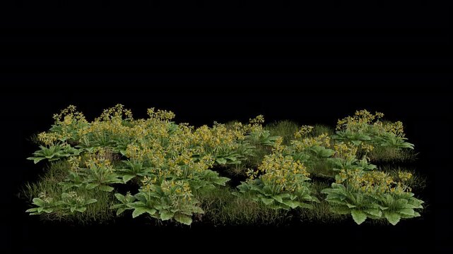 Primula Field Swaying in Wind Loop Animation with Alpha Channel. Wind Blows The Flowering Plant Primrose Field. Flower Plant Leaves Swaying. Animated Grass Moving in Breeze. Transparent BG. Loop Anima