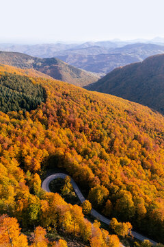 Drone perspective of a winding serpentine forest road during peak autumn foliage season
