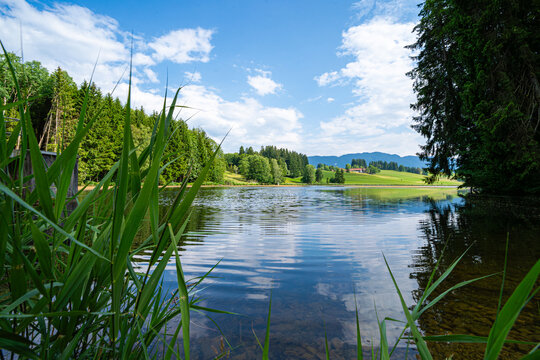 Schilfufer an einem ruhigen See mit Blick auf gr&uuml;ne Wiesen und Berge.