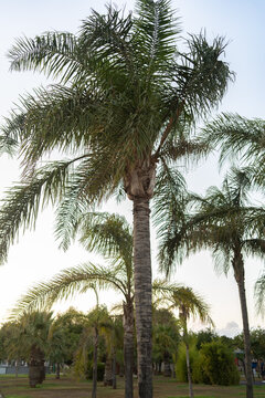 Palmeras en un parque p&uacute;blico