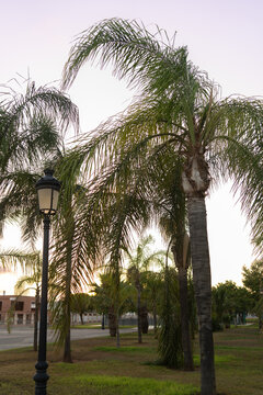 Palmeras en un parque p&uacute;blico