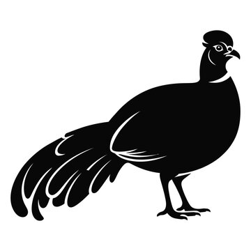 A detailed black grouse bird silhouette stands against a white background silhouette