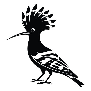 A detailed hoopoe bird illustration presents a striking black silhouette avian