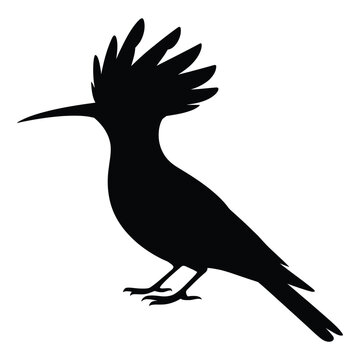 A striking hoopoe bird profile is depicted as a black silhouette