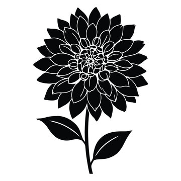 Detailed dahlia flower illustration presents a striking black silhouette floral bloom
