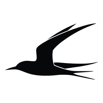 A black bird in flight wings outstretched presented as a stark silhouette