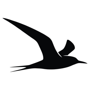 A black seabird in flight presents a striking graphic silhouette tern