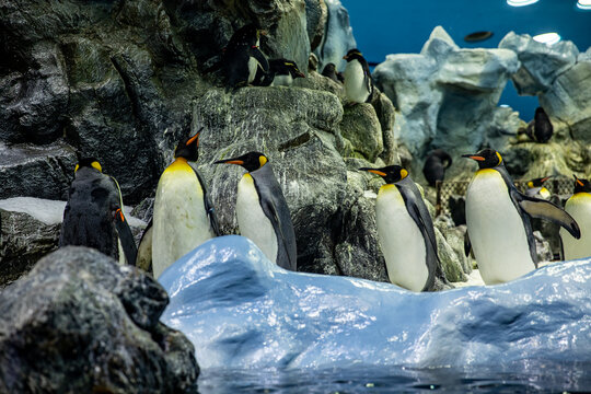 Group of penguins gathered on rocky icy landscape in their natural habitat environment.