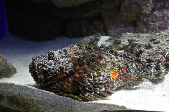 Stonefish at the bottom of the aquarium