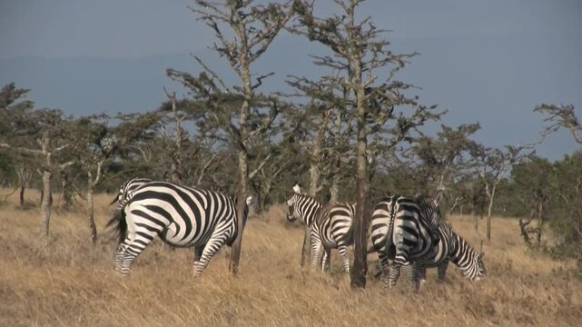 Zebras in the savannah. Zebras small herd. Sweenwaters, Kenya