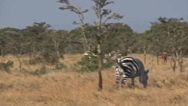 Zebras in the savannah. Zebras small herd. Sweenwaters, Kenya