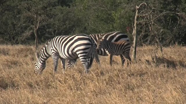 Zebras in the savannah. Zebras small herd. Sweenwaters, Kenya