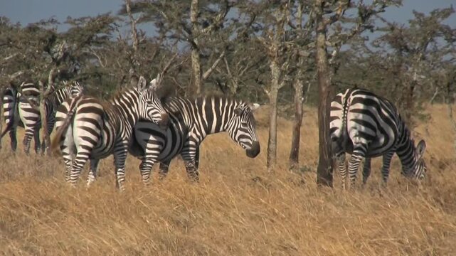 Zebras in the savannah. Zebras small herd. Sweenwaters, Kenya