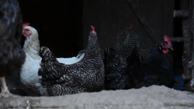 A group of black, white and patterned chickens stands and moves together inside a dim poultry coop. 