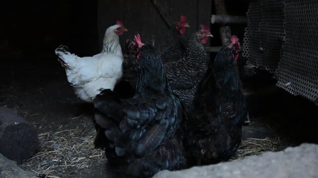 A group of black, white and patterned chickens stands and moves together inside a dim poultry coop. 