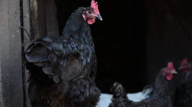 A group of black, white and patterned chickens stands and moves together inside a dim poultry coop. 