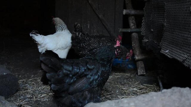 A group of black, white and patterned chickens stands and moves together inside a dim poultry coop. 