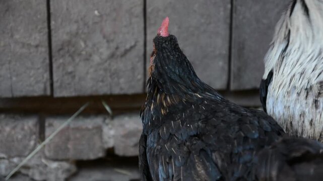 A group of black, white and patterned chickens stands and moves together inside a dim poultry coop. 