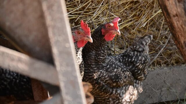 A group of black, white and patterned chickens stands and moves together inside a dim poultry coop. 