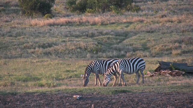 Zebras in the savannah. Zebras small herd. Sweenwaters, Kenya