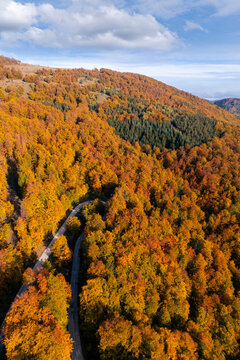 Drone perspective of a winding serpentine forest road during peak autumn foliage season
