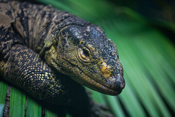 Fototapeta premium A Gray's monitor (Varanus olivaceus) resting on a rock.