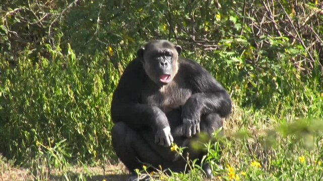 Portrait of a chimpanzee. SweetWaters Park, Kenya