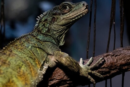 An Indonesian Giant Sailfin Dragon (Hydrosaurus microlophus) on a tree branch.