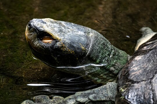 A Mary River turtle (Elusor macrurus) in the water.