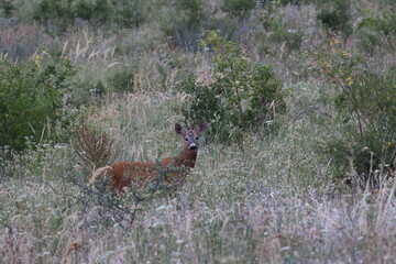 Roe deer © Mtys