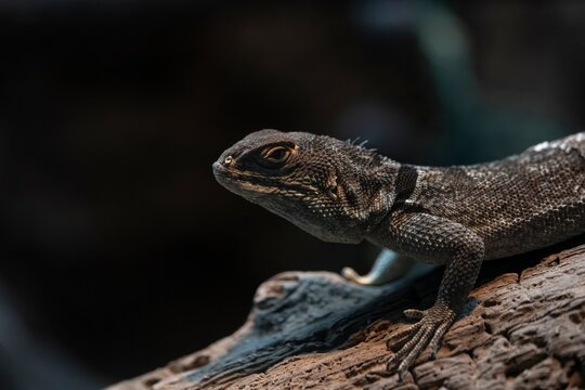 A Merrem's Madagascar Swift (Oplurus cyclurus) on a branch.