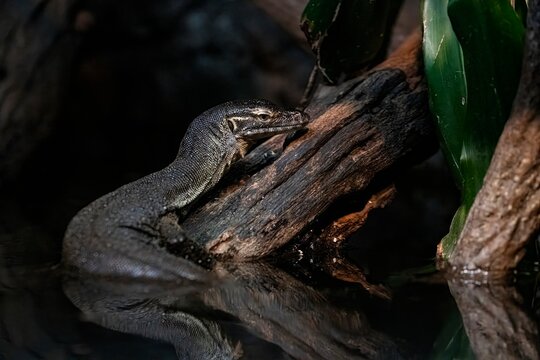 Mertens' Water Monitor (Varanus mertensi)