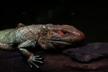 Fototapeta premium Closeup of a Northern Caiman Lizard (Dracaena guianensis).