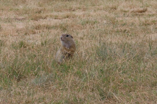 Spermophilus