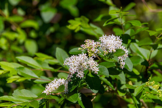 Chinese privet (Ligustrum sinense). It has fragrant white flowers arranged in panicles that bloom in spring. 